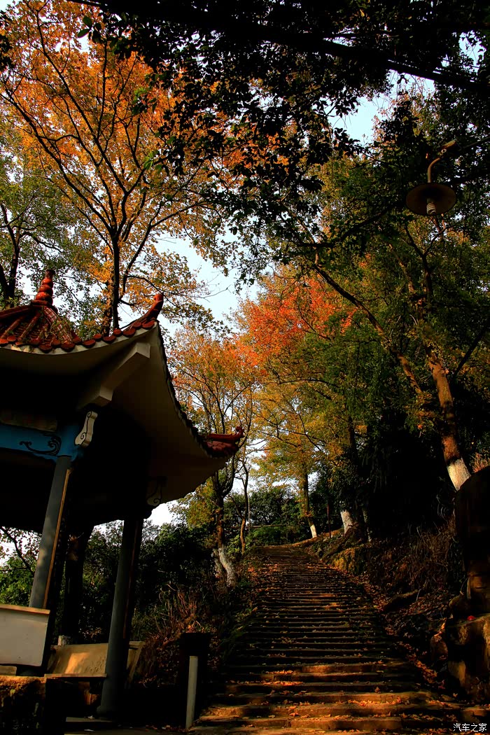 风光温州大罗山红枫古道