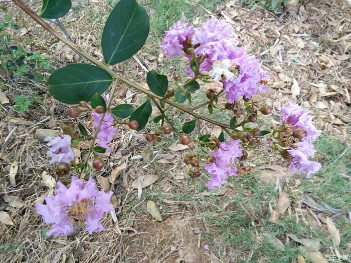 若木系列没事就到处逛逛看看农村风景