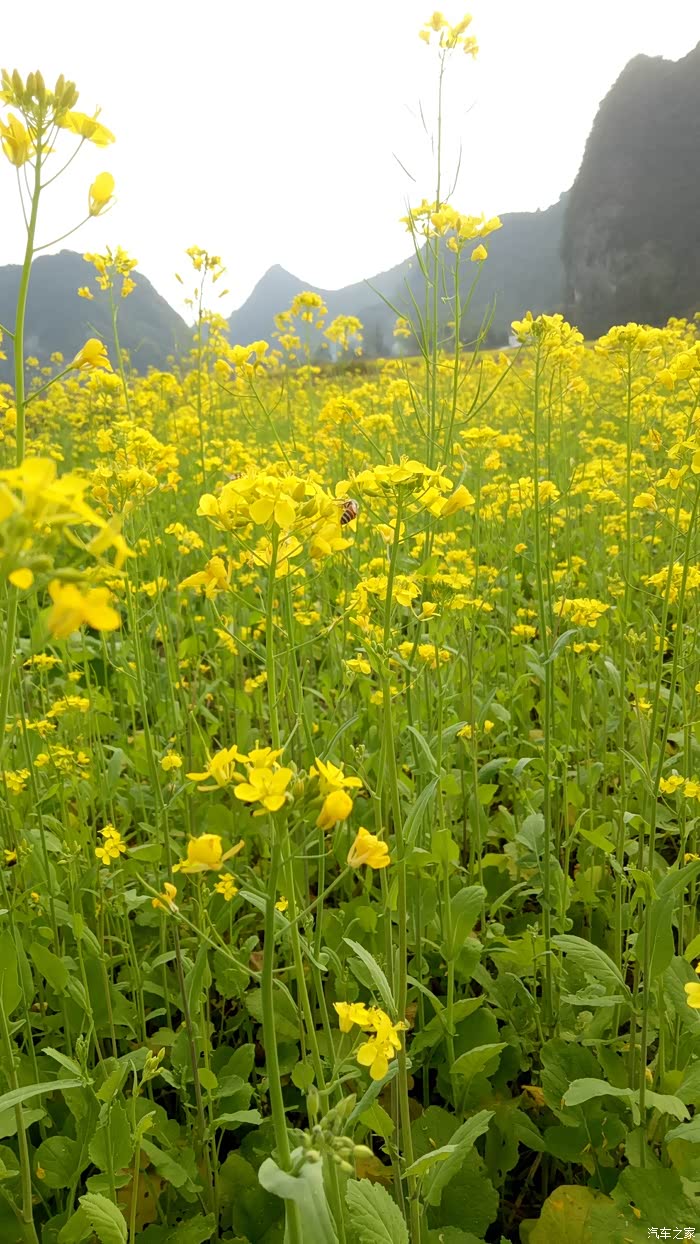 田间油菜花"盛开"!