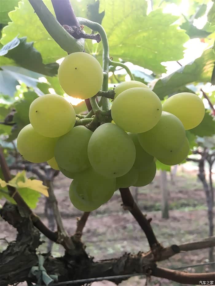 无锡长安车友会夏日炎炎小妖走进鸿山葡萄园