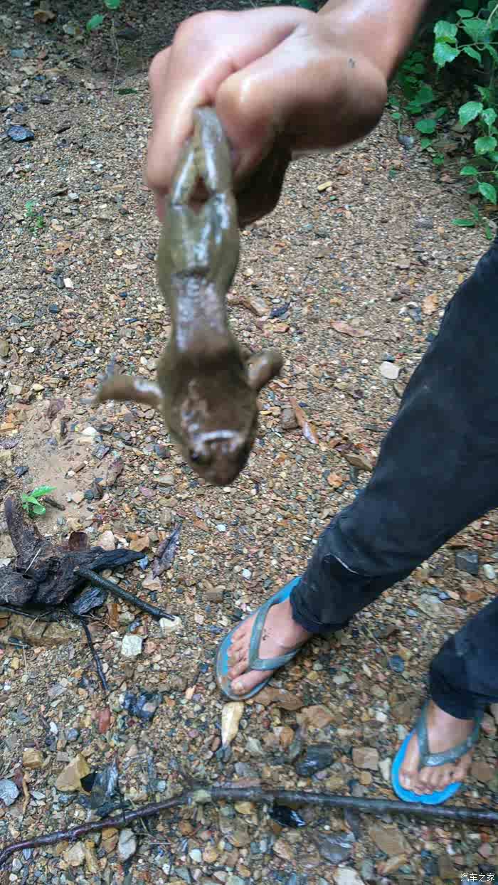 带上小虎去抓牛蛙给你们看看纯正的云南野牛蛙