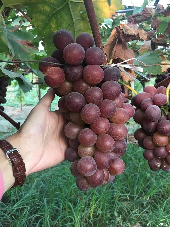 无锡长安车友会夏日炎炎小妖走进鸿山葡萄园