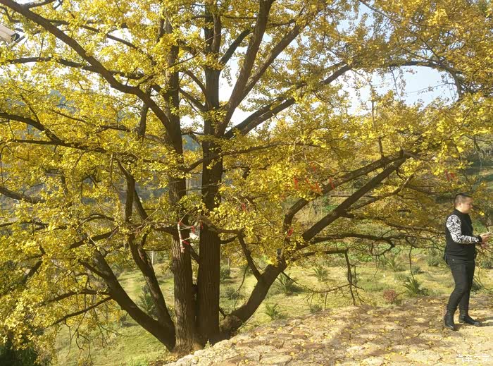 六盘水红果镇看世界银杏第一村