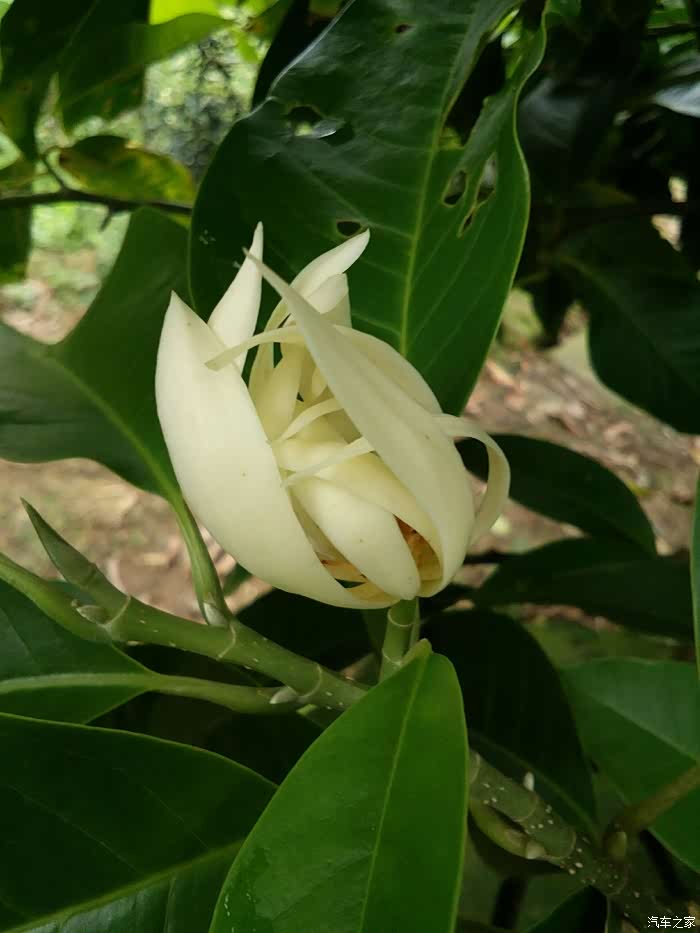 若木祝云老大节日快乐