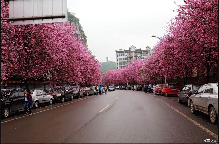 马路紫荆花看超级浪漫情侣约会必走啊