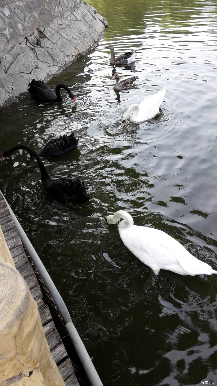 国庆逛石家庄动物园