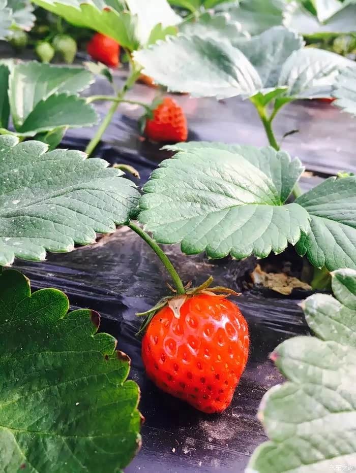 和你一起采摘草莓