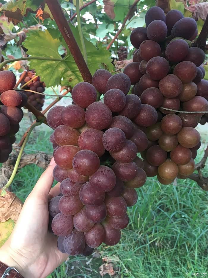 无锡长安车友会夏日炎炎小妖走进鸿山葡萄园