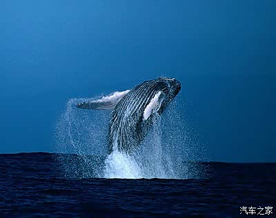大蓝鲸有啥可看的博物馆