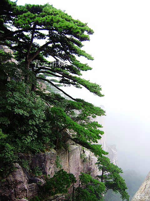 黄山俊美挺拔形态各异的青松