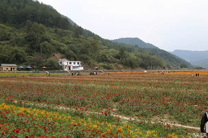 石浦花海,美女成群,相互辉映,各显风骚.