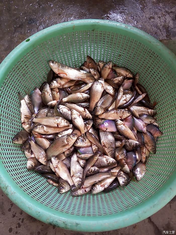 【回家过年】童年的回忆捞鱼仔