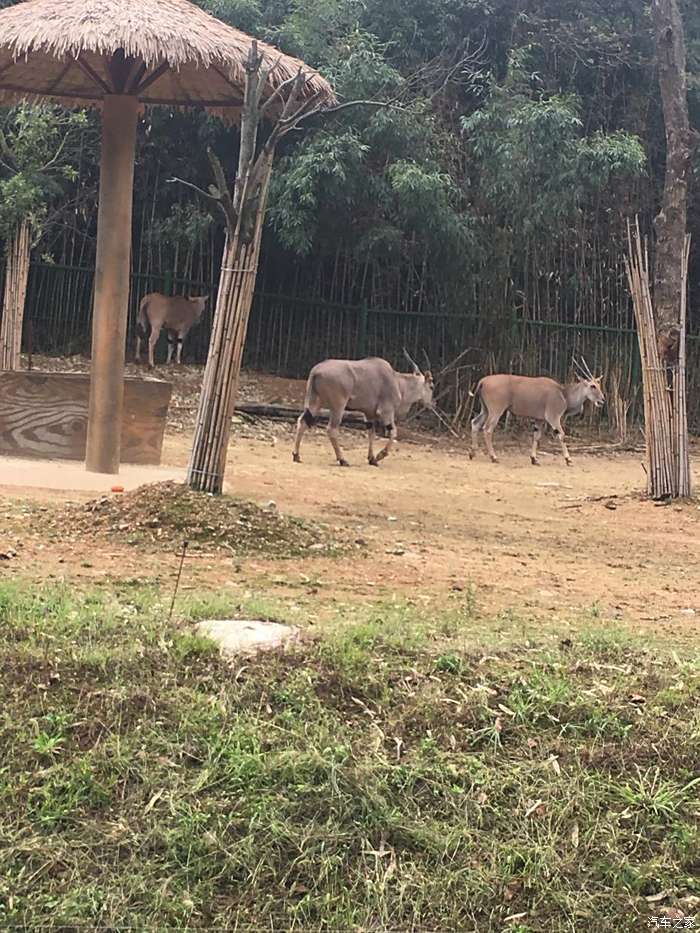 富阳代表性动物图片