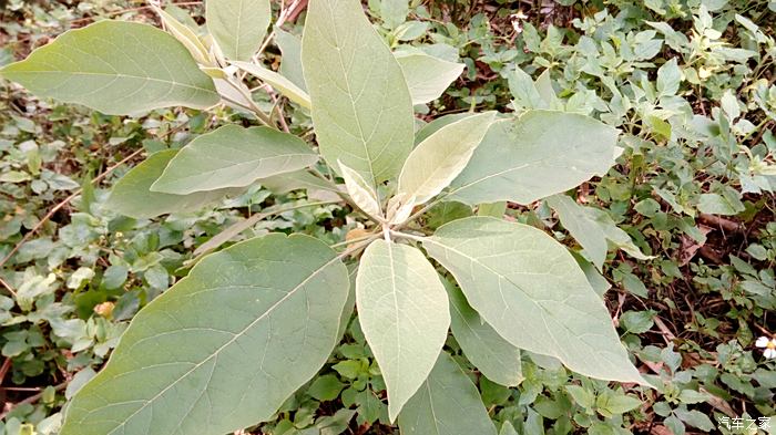 假菸葉,這東西的葉子我們用來洗刷鐵皮油壺.