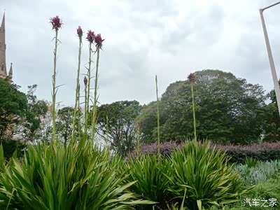 这种花杆很长        位于悉尼市中心的海德公园初建于1810年,已有200