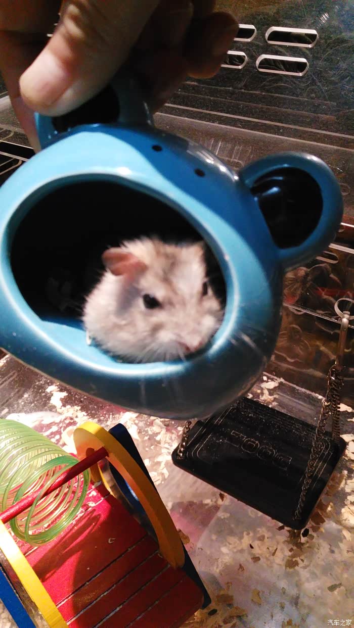 带我家仓鼠去玩