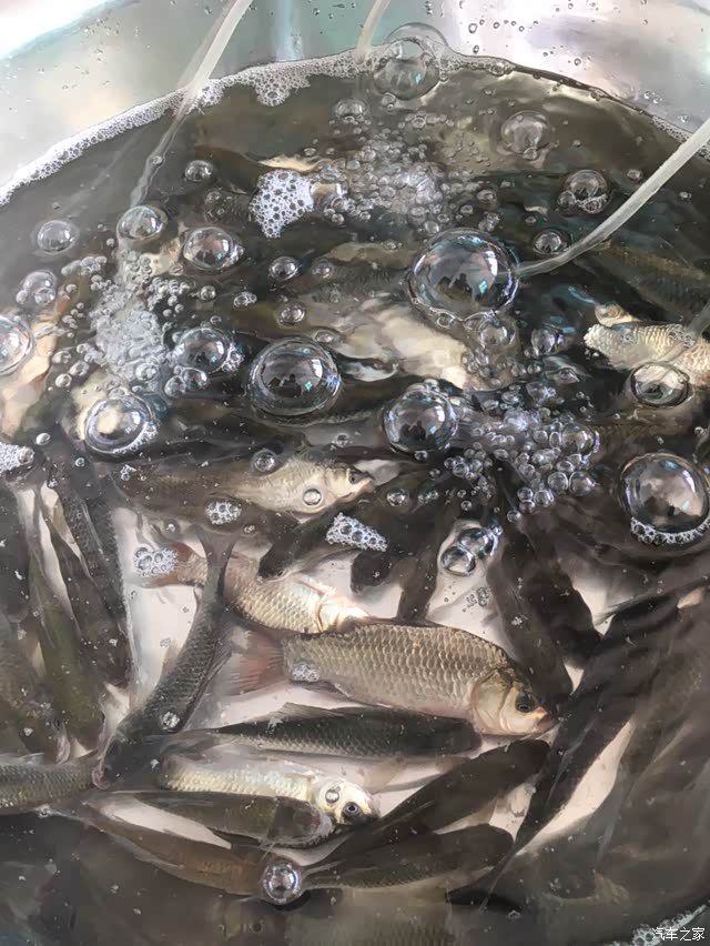 初二小鲫鱼n条小白条