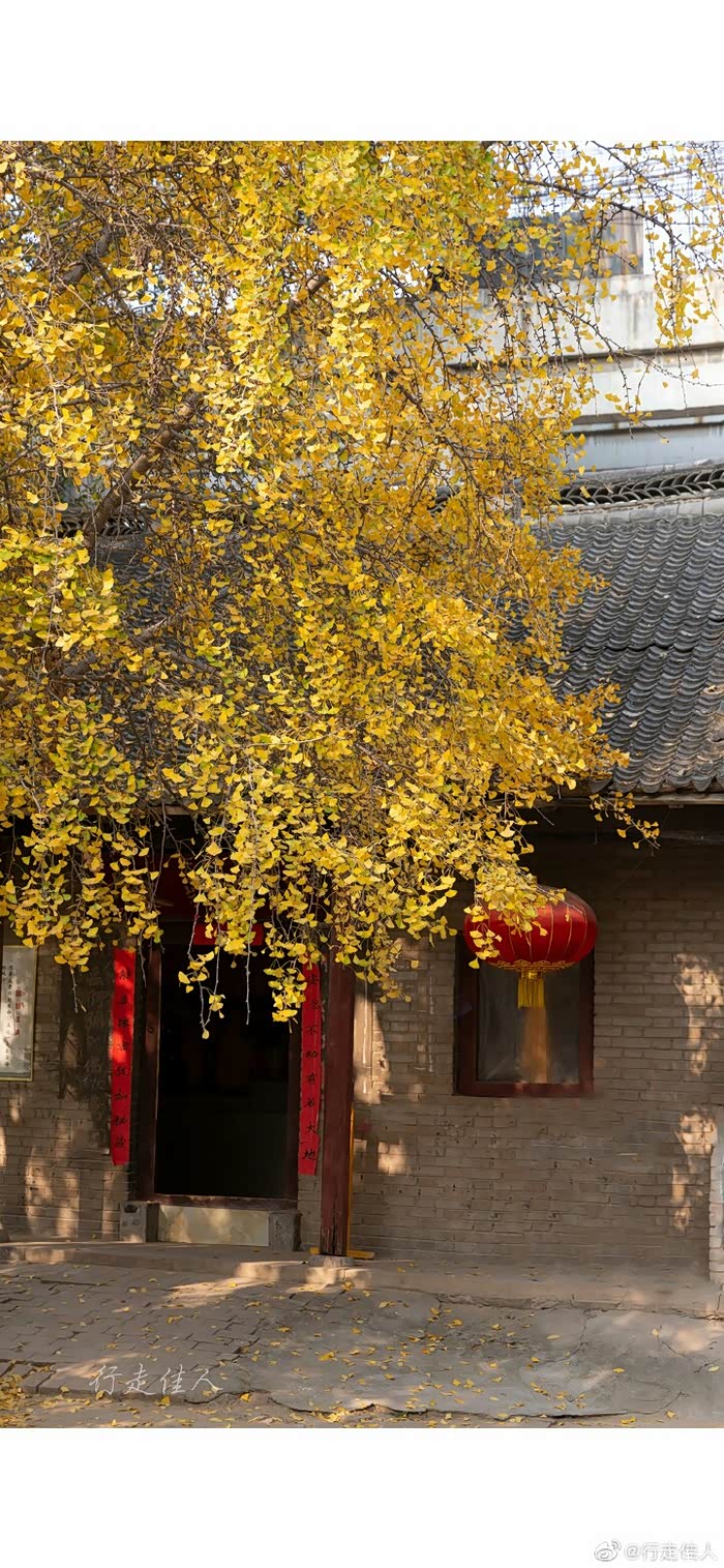 郑州郊外的法云寺.