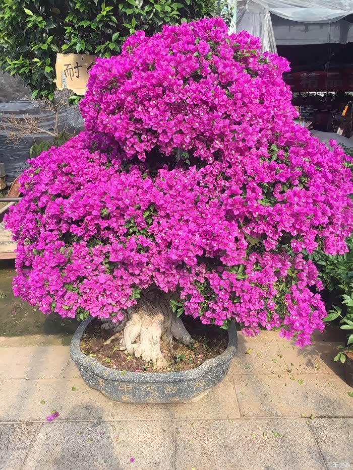 齐鲁凌云去青州黄楼花卉市场赏花2