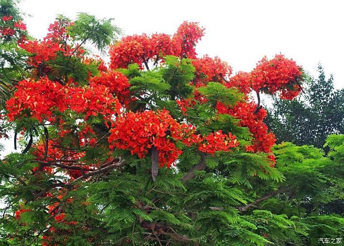 暢遊廈門的鳳凰花,把整個城市映得火紅.