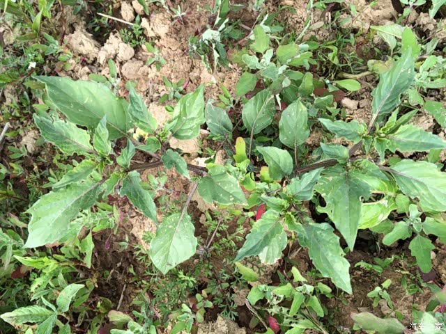 这个就是我们今天要摘的野菜,叫做白花菜,也叫扣子菜.