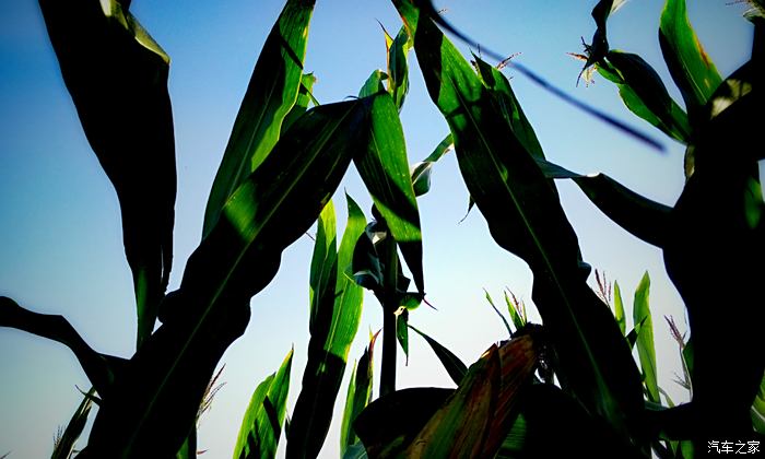 最喜欢这张照片了,玉米叶子直冲云霄,蓝与绿的对比,天然的融为了一体