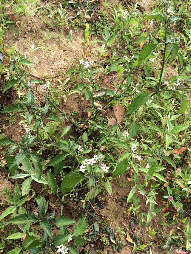 这个就是我们今天要摘的野菜,叫做白花菜,也叫扣子菜.
