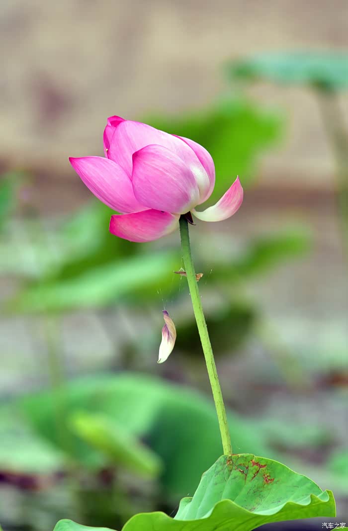 拍莲心经-爱莲之美.人皆有之.