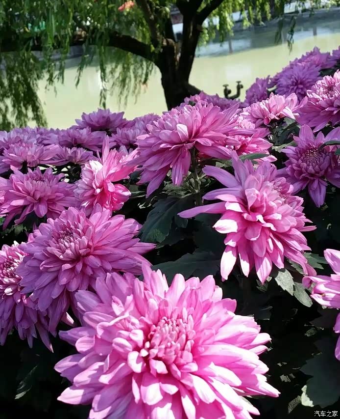 菊花白择风霜国不是春光外菊花带着我的小6去赏菊