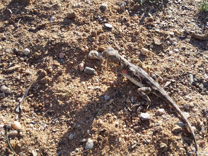 在这也发现马蛇,开始抓只