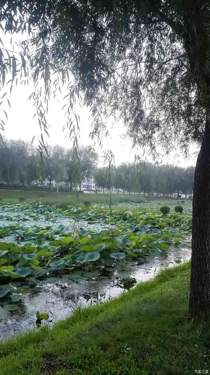 铁岭农校看荷花