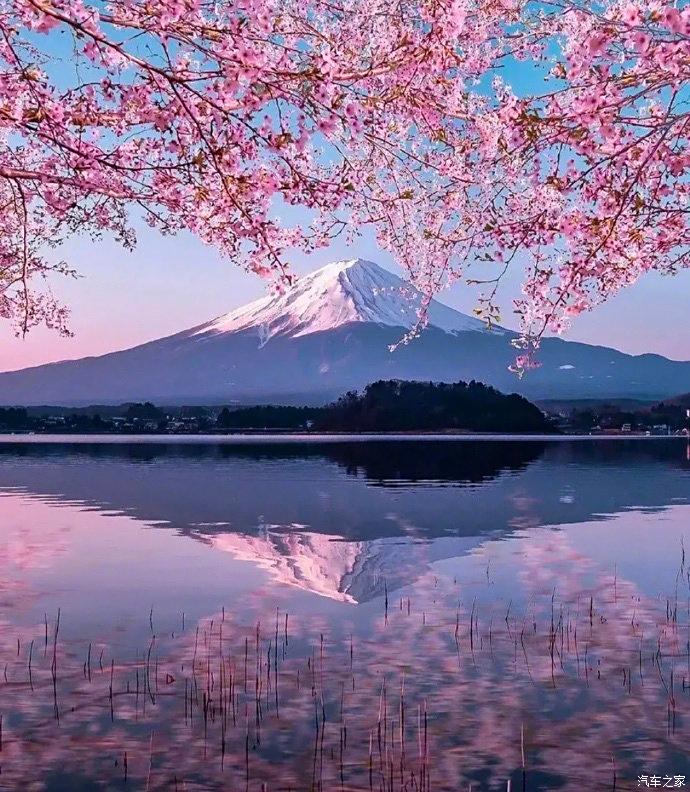 富士山下樱花盛开图片图片