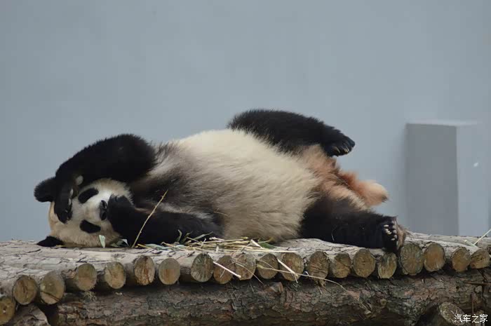 【图】【四川长安】眉山分会 小逸带你看"大懒虫"_逸动论坛_汽车之家