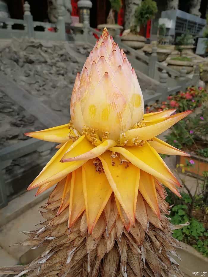 佛教圣物地涌金莲,在寺内随处可见,彰显着佛法与纯洁.