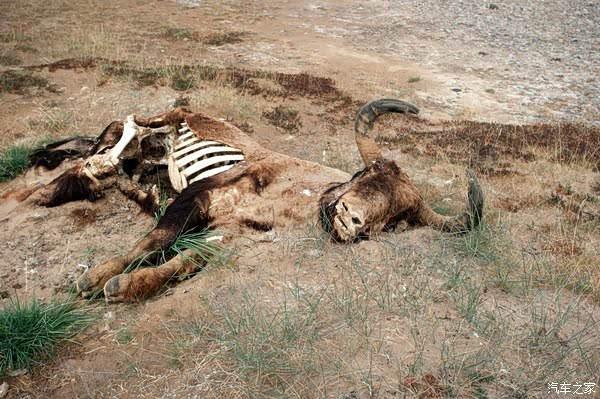 在魔鬼城烤肉!在沙漠追星!(内含偷拍)