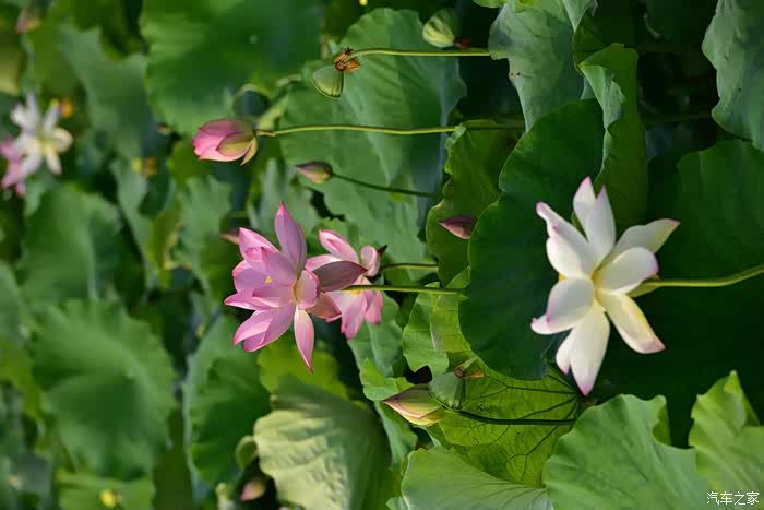 荷色生香【广汉南兴欢喜花田】