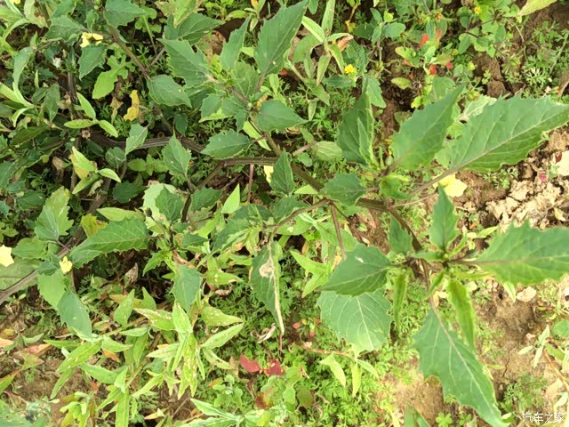 这个就是我们今天要摘的野菜,叫做白花菜,也叫扣子菜.