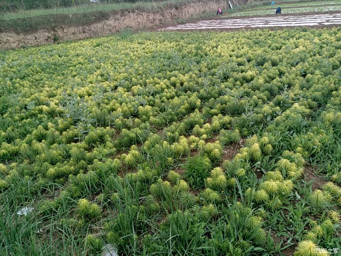 甘肃陇上行长安车友互助会开着75上狗娃山看看75的动力吧