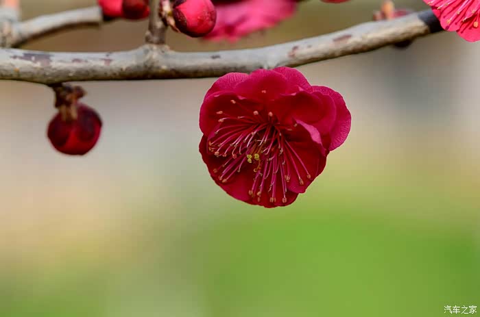 梅花的特写