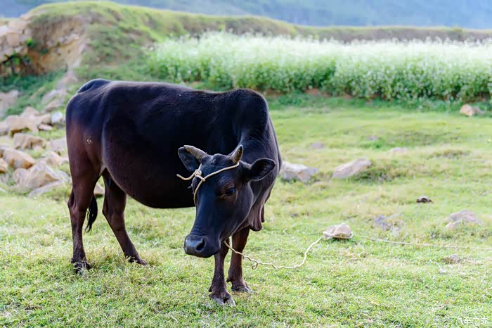 这个应该是属于黑色的黄牛?