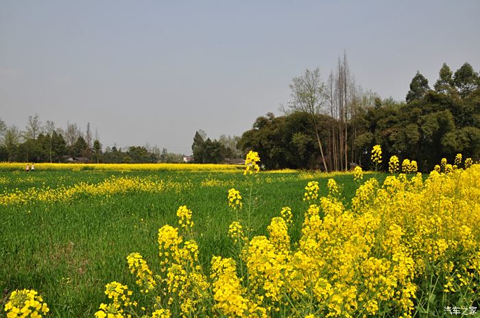 四川cs35車友會龍哥崇州重慶路賞油菜花