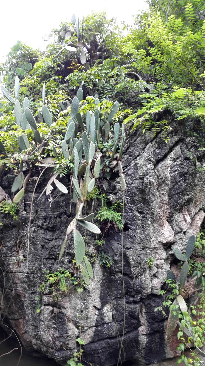 天星桥景区:长在石头上的仙人掌
