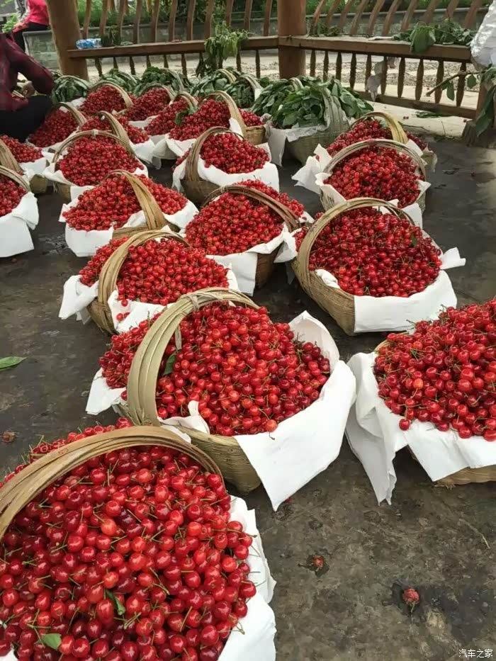 纳雍总溪河摘樱桃堵死了后面的别来了