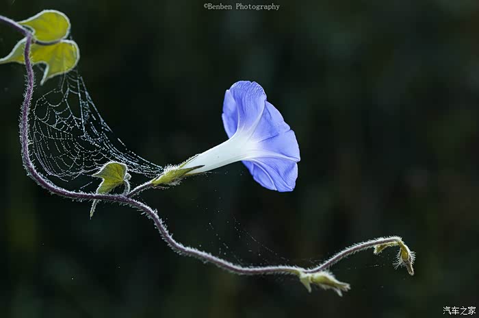 【花卉 昆虫】——牵牛花 小虫子一组