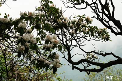 杜鹃树干显无比苍劲