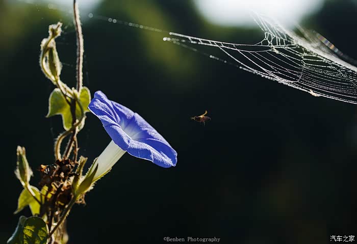 【花卉 昆虫】——牵牛花 小虫子一组