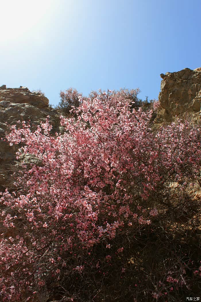 西部梦幻峡谷-人根峰-阿尔寨石窟-胡桃花(海量图片!
