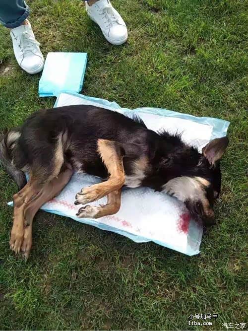 闵行体育公园打狗事件,后面发展有点颠覆三观