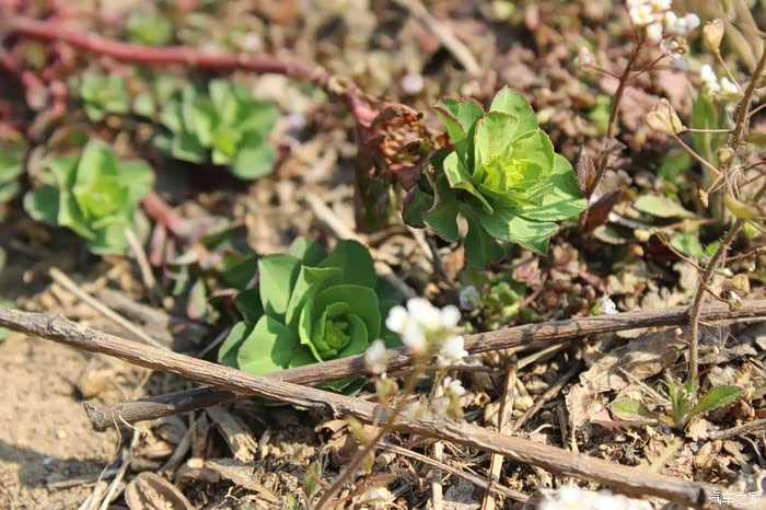 像肉宝宝这荠菜花后悔没有带个铲子来挖野菜碧玉妆成树万条垂绿丝绦