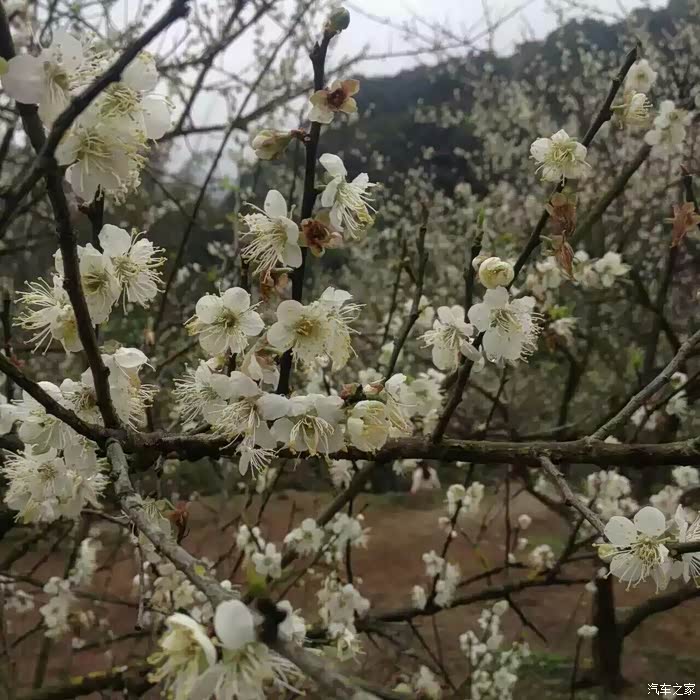 【肇庆肥佬】跟着镜头一起走进开平大沙第六届梅花节【已更新】